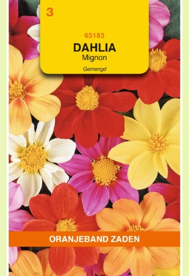 Dahlia variabilis Mignon - 100 zaden